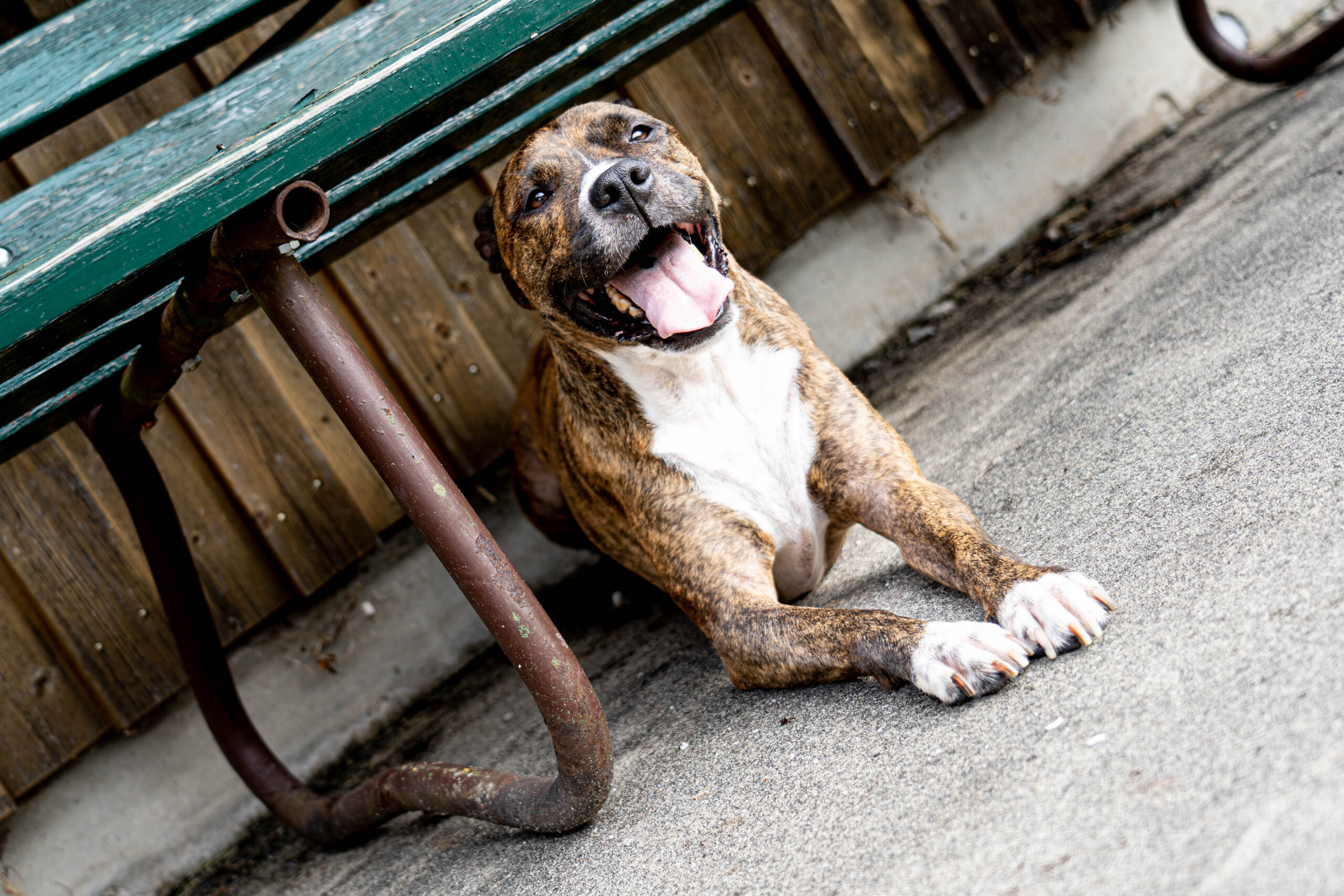 20221016_Bailey_Fotoshooting-12