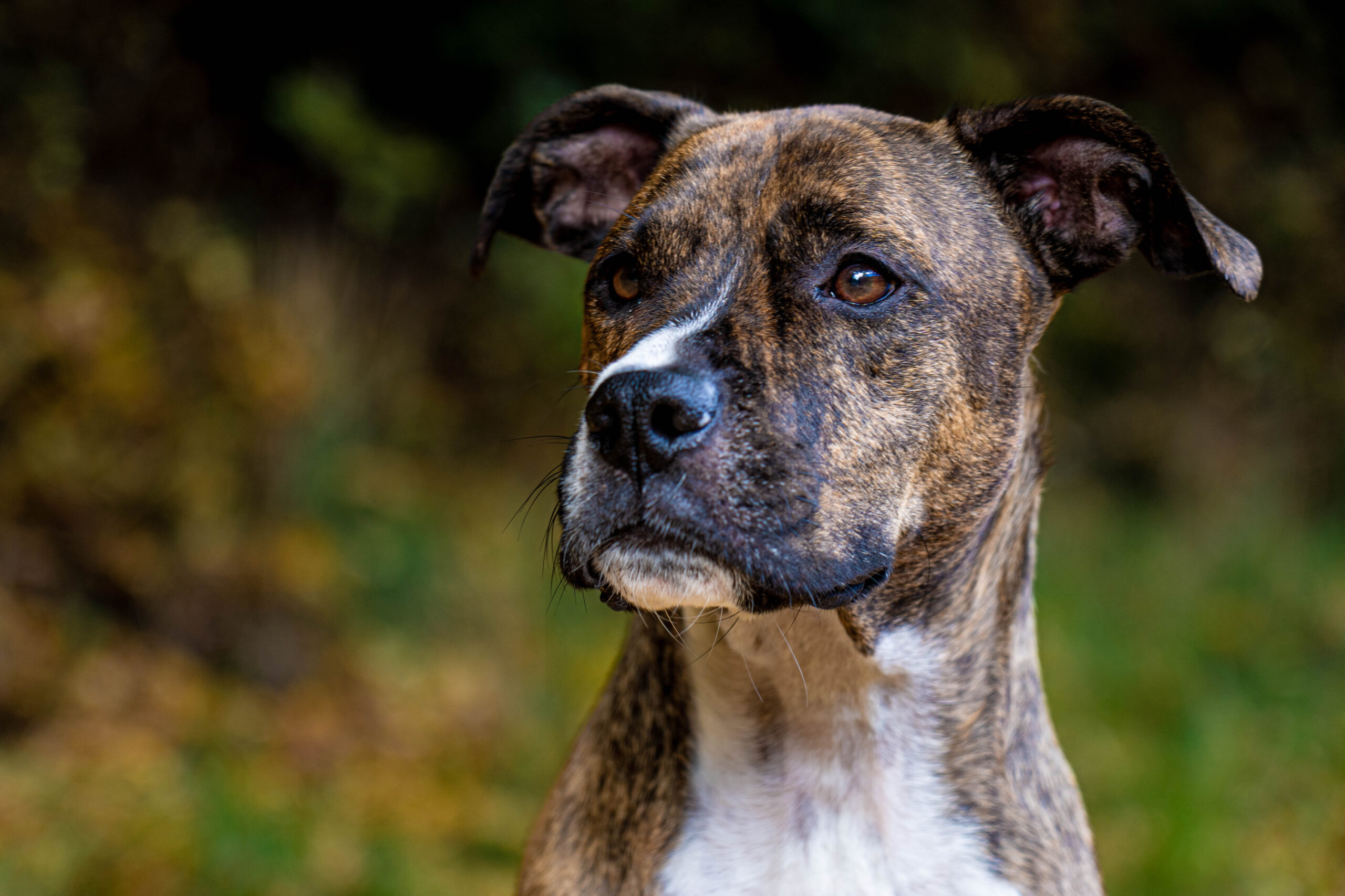 20221016_Bailey_Fotoshooting-23