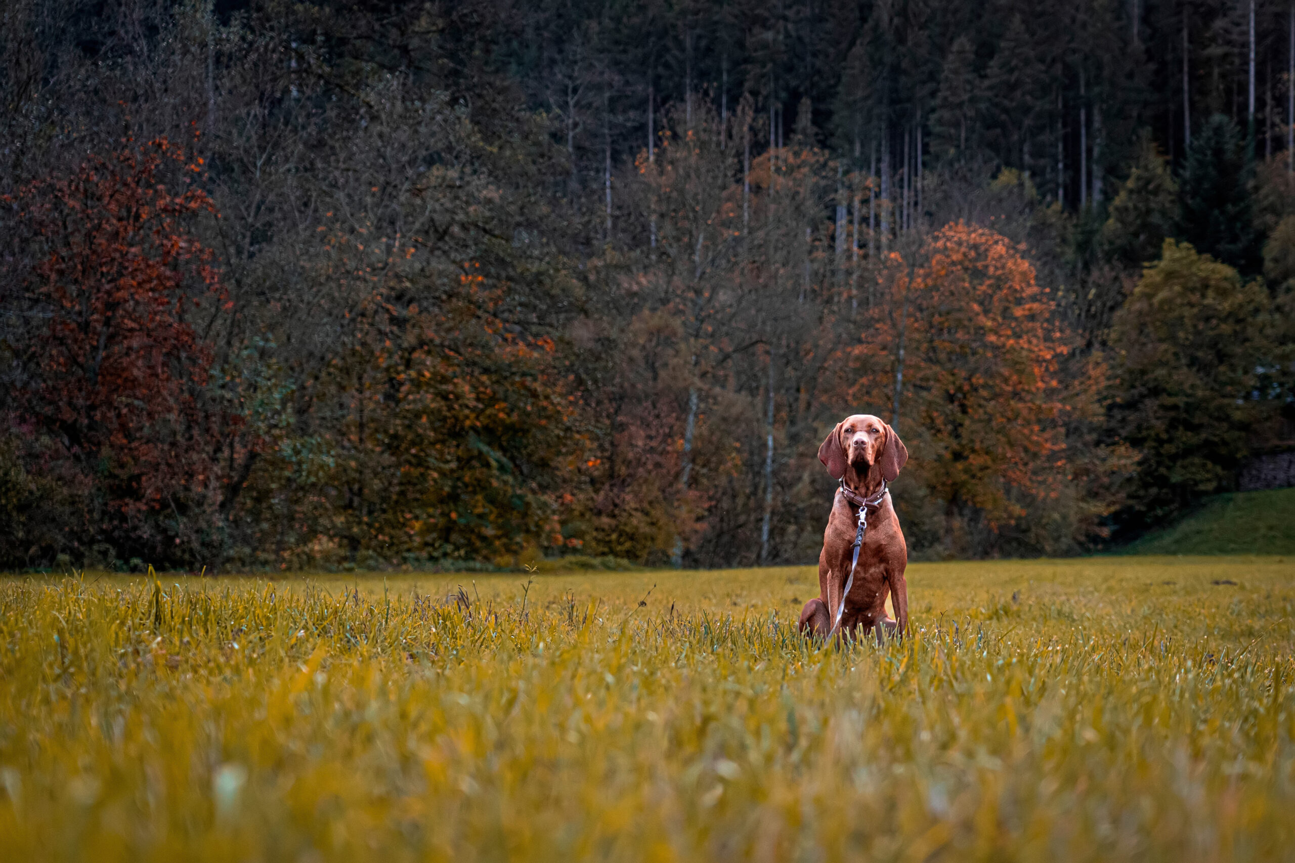 20221016_Daniela & Pepper_Fotoshooting -33_filtered