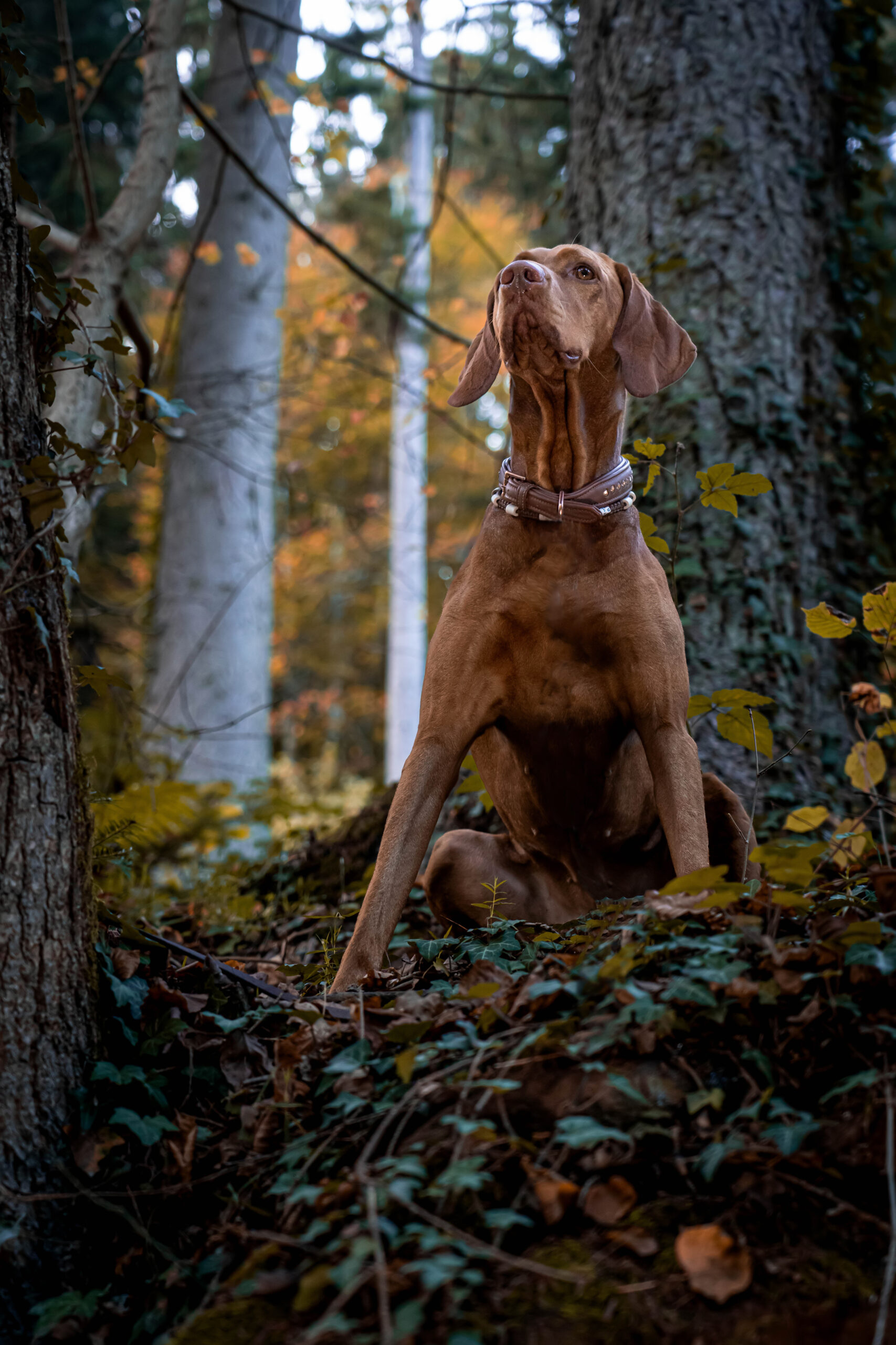 20221016_Daniela & Pepper_Fotoshooting -63_filtered